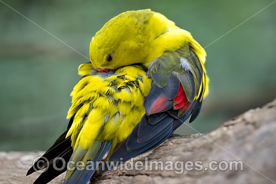 Regent Parrot photo