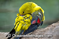 Regent Parrot Photo - Gary Bell