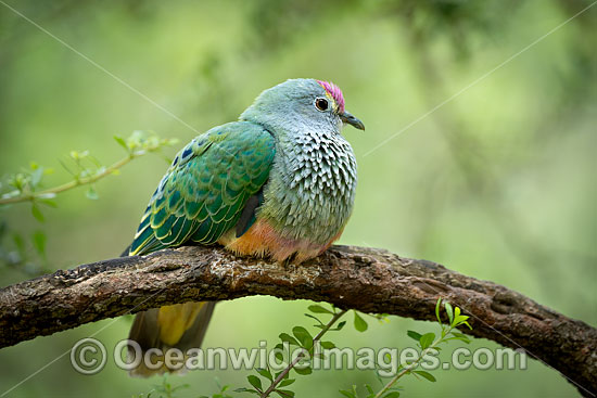 Rose-crowned Fruit Dove photo
