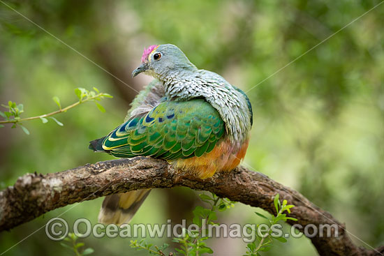 Rose-crowned Fruit Dove photo