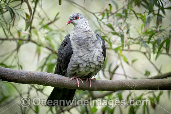 White-headed Pigeon photo