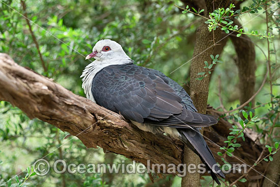 White-headed Pigeon photo