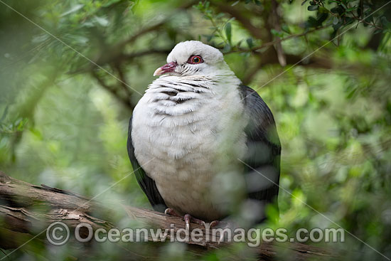 White-headed Pigeon photo