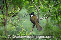 Eastern Whipbird Psophodes olivaceu Photo - Gary Bell