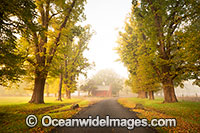 Gostwyck Chapel in Autumn Photo - Gary Bell