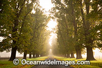 Country Road Photo - Gary Bell