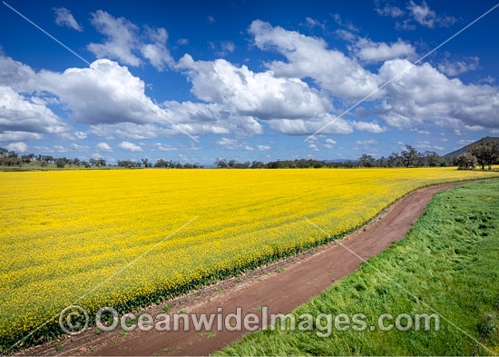 Field of Canola photo