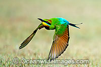 Rainbow Bee-eater Photo - Gary Bell