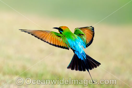 Rainbow Bee-eater photo