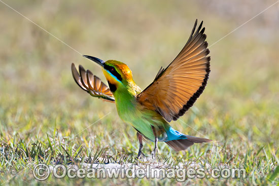 Rainbow Bee-eater photo