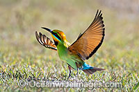 Rainbow Bee-eater Photo - Gary Bell
