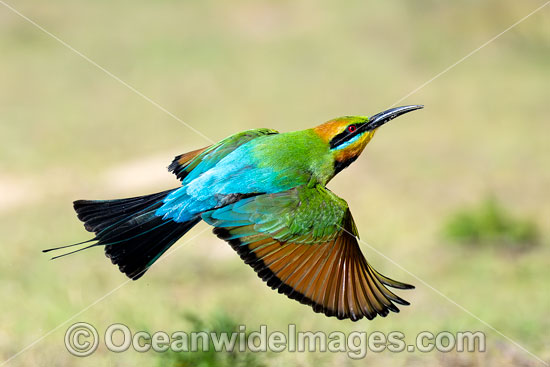 Rainbow Bee-eater photo