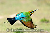 Rainbow Bee-eater Photo - Gary Bell