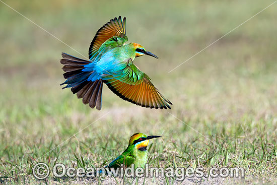 Rainbow Bee-eater photo