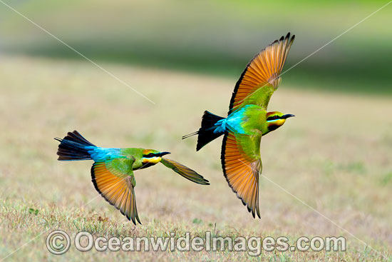 Rainbow Bee-eater photo