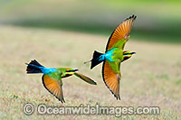 Rainbow Bee-eater Photo - Gary Bell