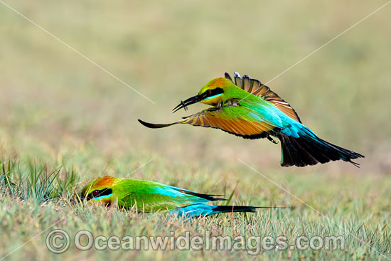 Rainbow Bee-eater photo