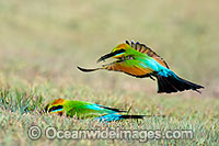 Rainbow Bee-eater Photo - Gary Bell