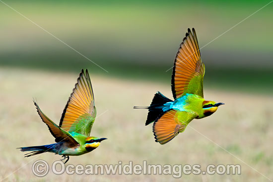 Rainbow Bee-eater photo