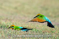 Rainbow Bee-eater Photo - Gary Bell