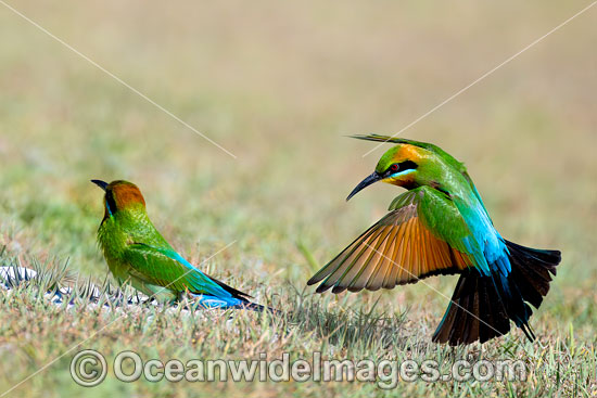 Rainbow Bee-eater photo