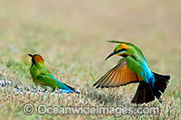 Rainbow Bee-eater Photo - Gary Bell