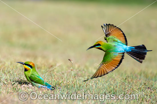 Rainbow Bee-eater photo