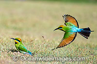 Rainbow Bee-eater Photo - Gary Bell