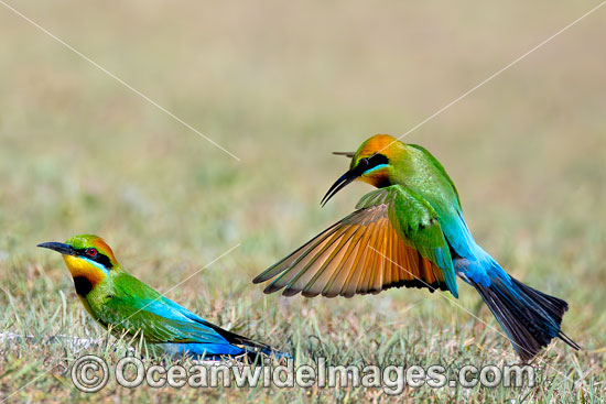 Rainbow Bee-eater photo