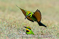 Rainbow Bee-eater Photo - Gary Bell