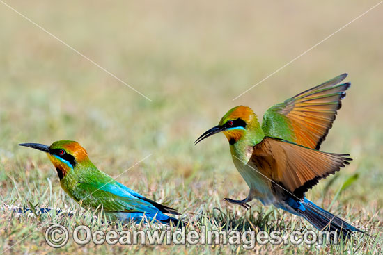 Rainbow Bee-eater photo