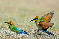 Rainbow Bee-eater Photo - Gary Bell