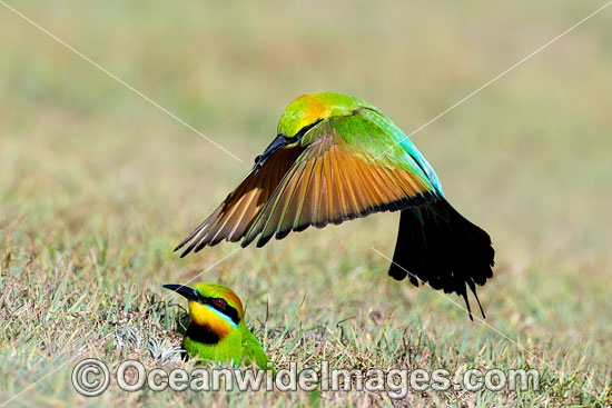 Rainbow Bee-eater photo