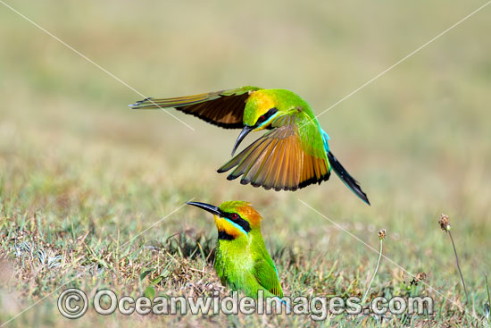 Rainbow Bee-eater photo