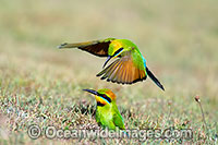 Rainbow Bee-eater Photo - Gary Bell