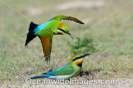 Rainbow Bee-eater photo