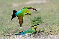 Rainbow Bee-eater Photo - Gary Bell