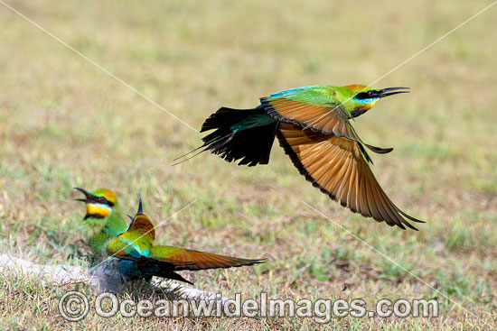Rainbow Bee-eater photo