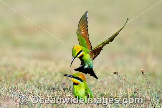 Rainbow Bee-eater photo