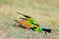 Rainbow Bee-eater Photo - Gary Bell