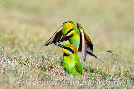Rainbow Bee-eater photo