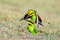 Rainbow Bee-eater Photo - Gary Bell