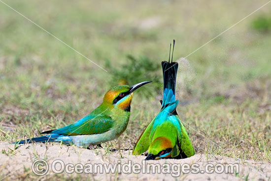 Rainbow Bee-eater photo