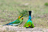 Rainbow Bee-eater Photo - Gary Bell