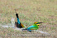 Rainbow Bee-eater Photo - Gary Bell