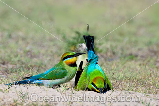 Rainbow Bee-eater photo