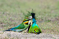 Rainbow Bee-eater Photo - Gary Bell