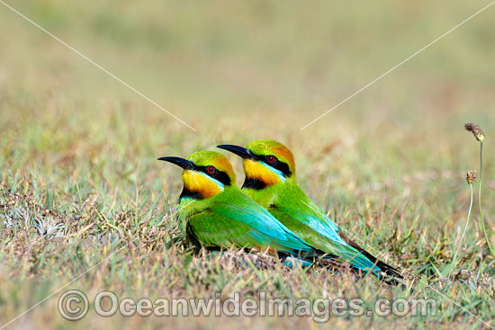 Rainbow Bee-eater photo