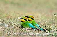 Rainbow Bee-eater Photo - Gary Bell