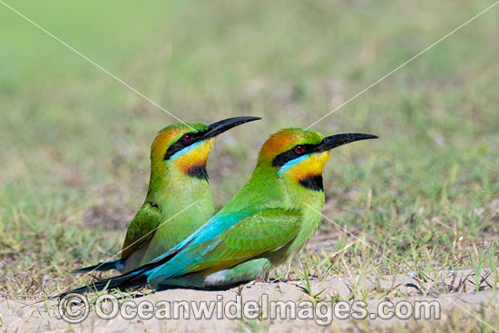 Rainbow Bee-eater photo